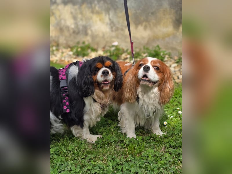 Nora, Cavalier King Charles Spaniel Hündin