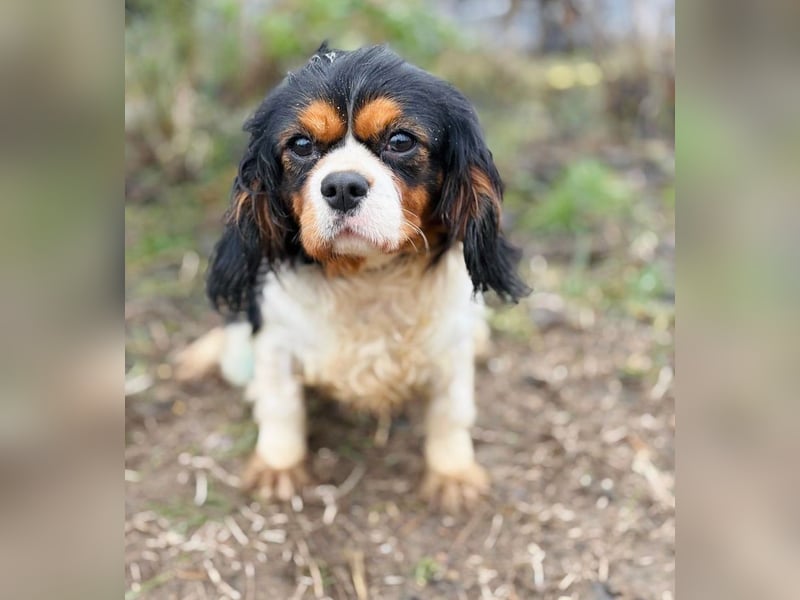 Sifra -Liebevolle Seele auf vier Pfoten!