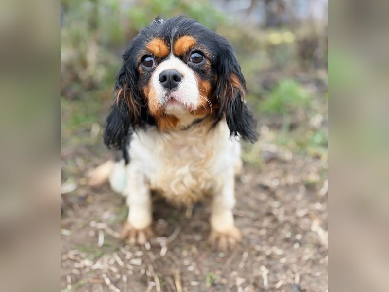 Sifra -Liebevolle Seele auf vier Pfoten!