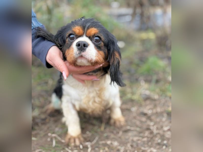 Sifra -Liebevolle Seele auf vier Pfoten!