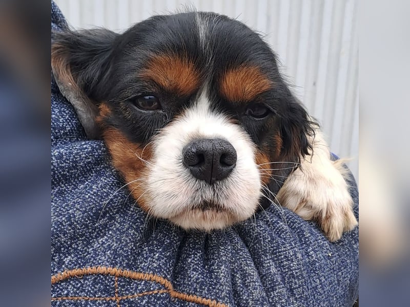 RUBY MÖCHTE VERTRAUEN LERNEN