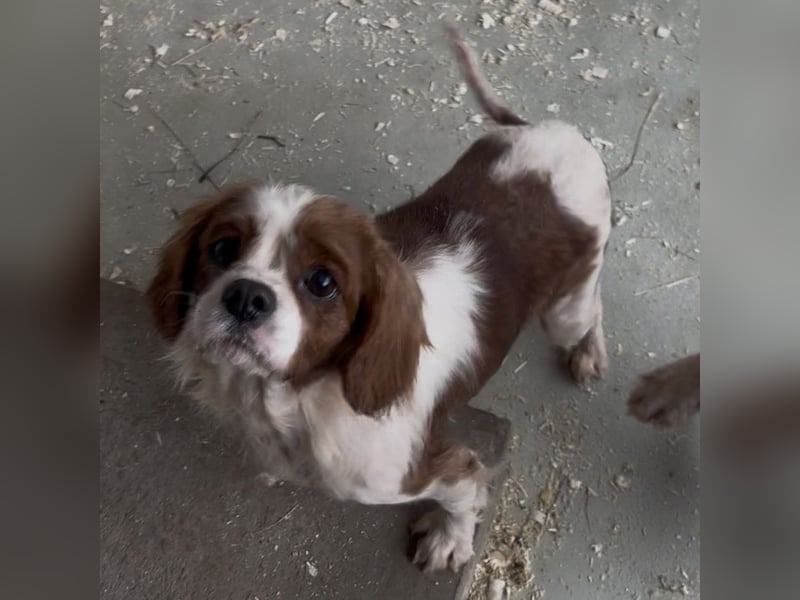 ROSE WARTET AUF IHR WUNDER