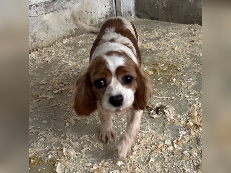 LIZZIE - MIT GEDULD INS GLÜCK