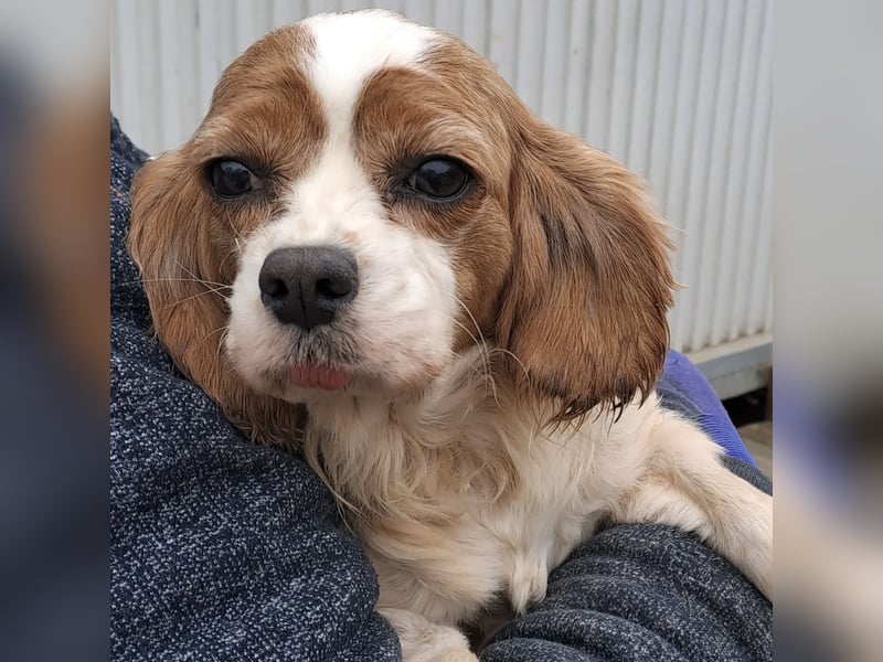 LIZZIE - MIT GEDULD INS GLÜCK