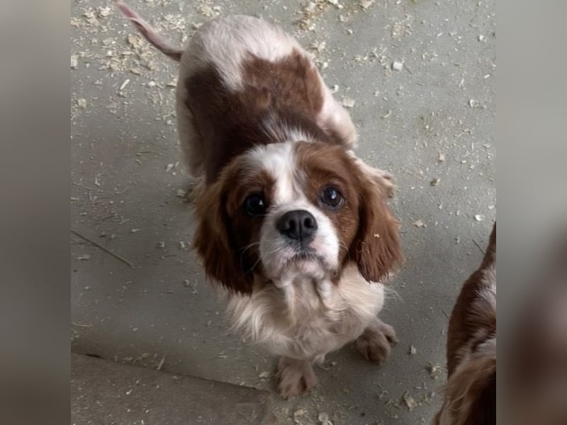 ROSE WARTET AUF IHR WUNDER