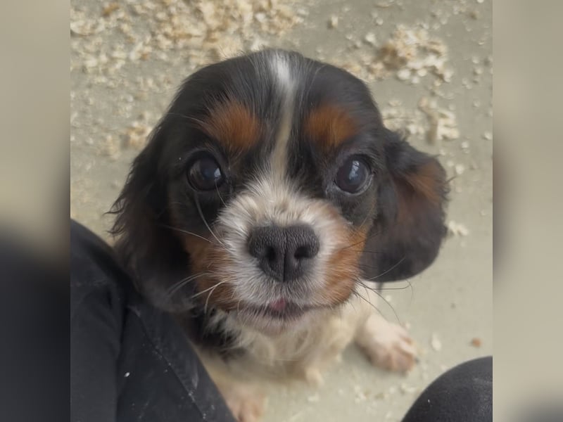 LIZZIE - VOM VERMEHRER INS GLÜCK