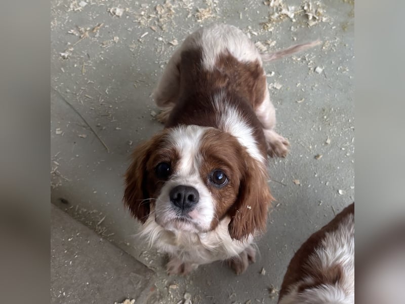 ROSE WARTET AUF IHR WUNDER