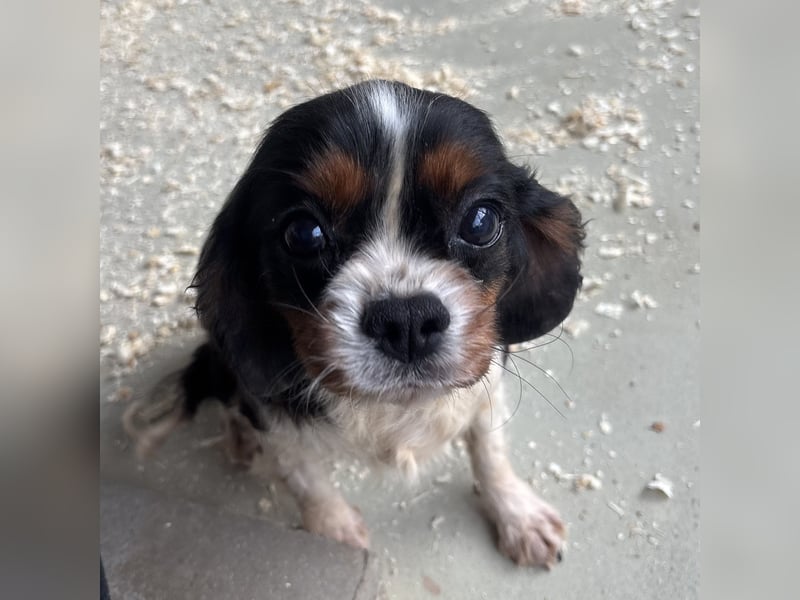 LIZZIE - VOM VERMEHRER INS GLÜCK