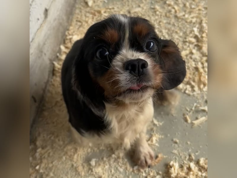 LIZZIE - VOM VERMEHRER INS GLÜCK