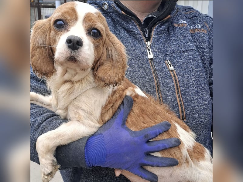 LIZZIE - MIT GEDULD INS GLÜCK