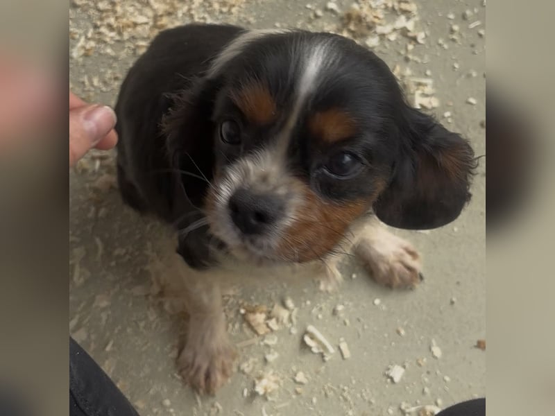 LIZZIE - VOM VERMEHRER INS GLÜCK