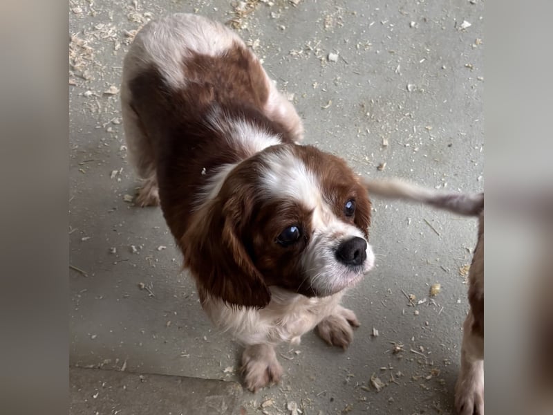 ROSE WARTET AUF IHR WUNDER