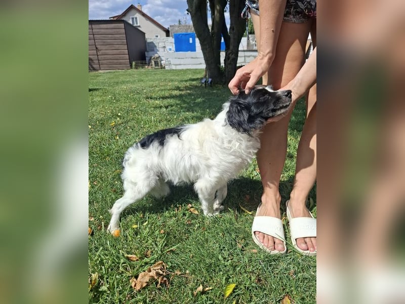 EMIL - ich liebe Menschen und Artgenossen und suche ein tolles Zuhause