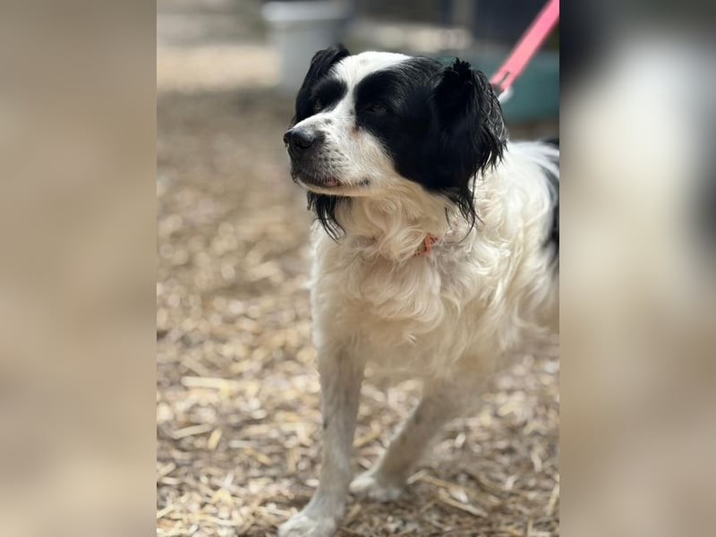 EMIL - ich liebe Menschen und Artgenossen und suche ein tolles Zuhause