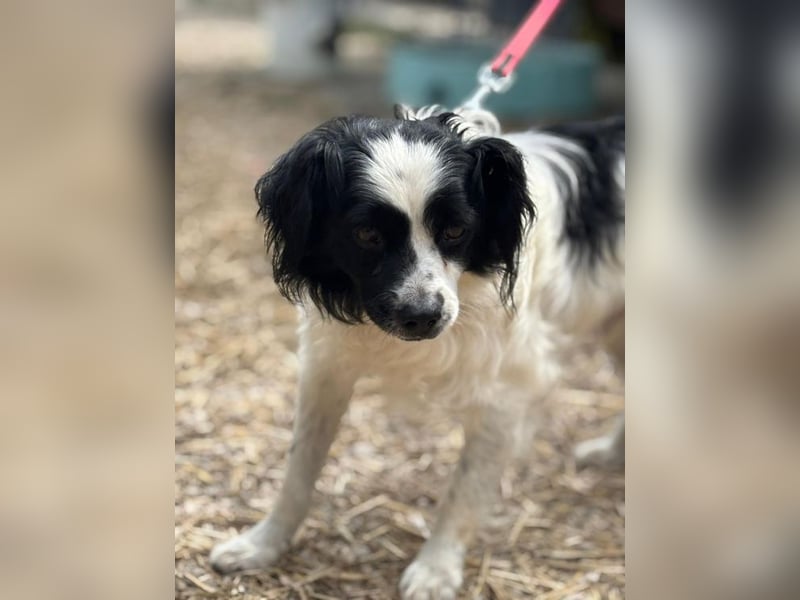 EMIL - ich liebe Menschen und Artgenossen und suche ein tolles Zuhause