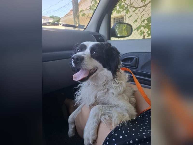 EMIL - ich liebe Menschen und Artgenossen und suche ein tolles Zuhause