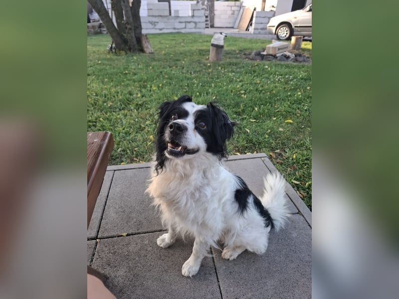 EMIL - ich liebe Menschen und Artgenossen und suche ein tolles Zuhause