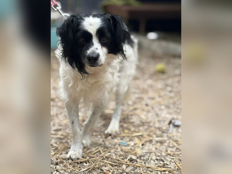 EMIL - ich liebe Menschen und Artgenossen und suche ein tolles Zuhause