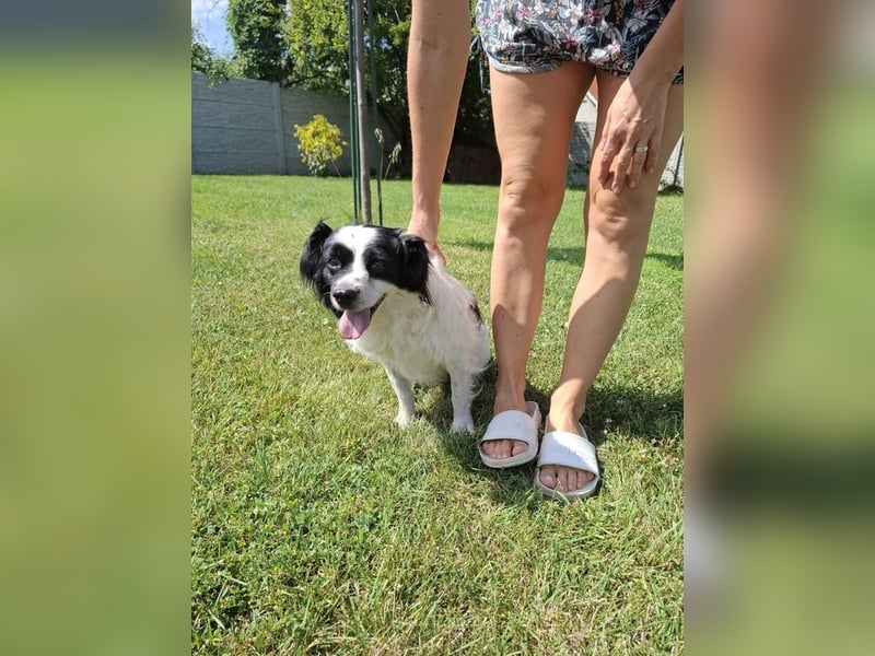 EMIL - ich liebe Menschen und Artgenossen und suche ein tolles Zuhause