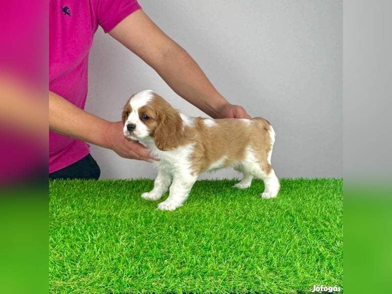 Wunderschöne Cavalier King Charles Spaniel Welpen aus mehreren Würfen zu verkaufen!