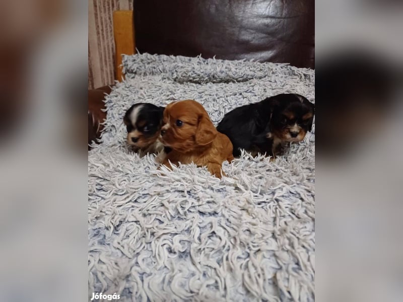 Wunderschöne Cavalier King Charles Spaniel Welpen aus mehreren Würfen zu verkaufen!