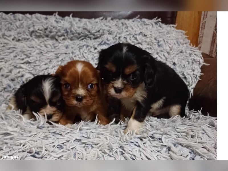 Wunderschöne Cavalier King Charles Spaniel Welpen aus mehreren Würfen zu verkaufen!