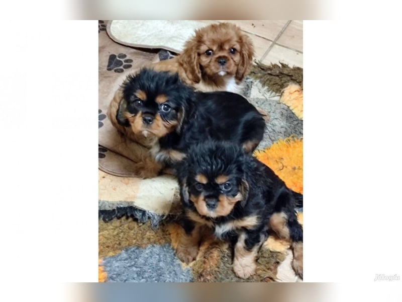Wunderschöne Cavalier King Charles Spaniel Welpen aus mehreren Würfen zu verkaufen!
