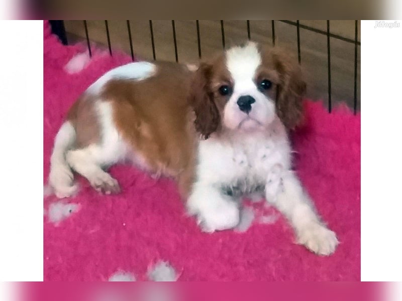 Wunderschöne Cavalier King Charles Spaniel Welpen aus mehreren Würfen zu verkaufen!