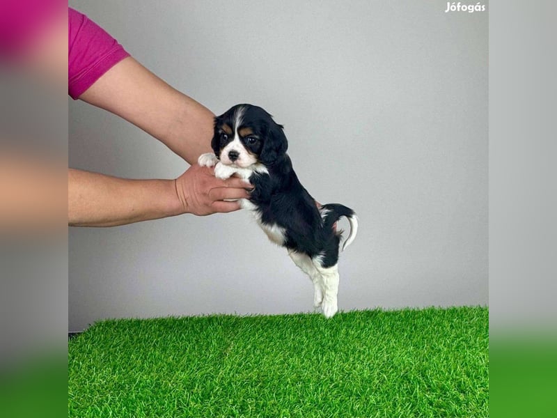 Wunderschöne Cavalier King Charles Spaniel Welpen aus mehreren Würfen zu verkaufen!
