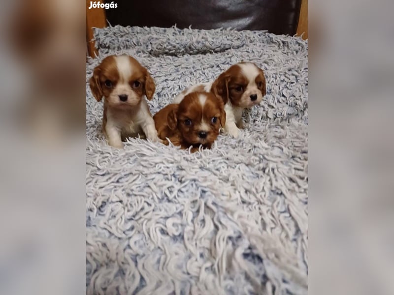 Wunderschöne Cavalier King Charles Spaniel Welpen aus mehreren Würfen zu verkaufen!