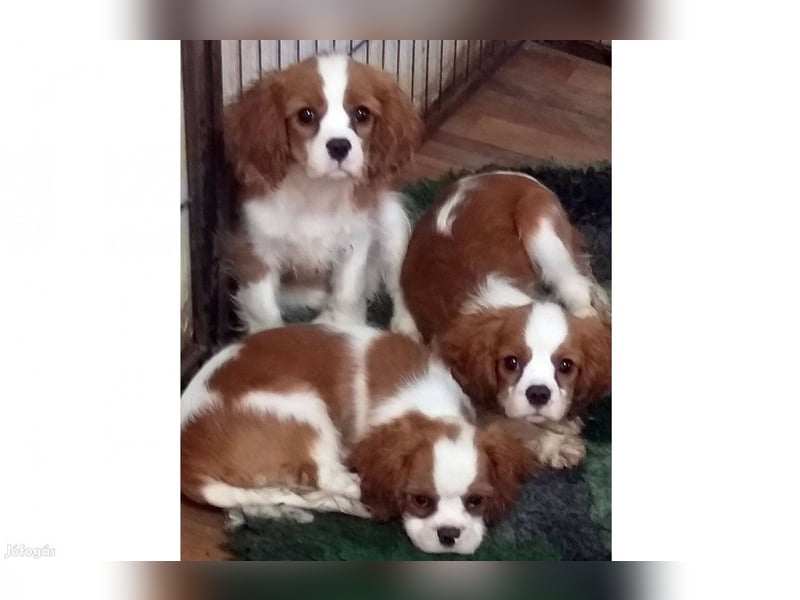 Wunderschöne Cavalier King Charles Spaniel Welpen aus mehreren Würfen zu verkaufen!