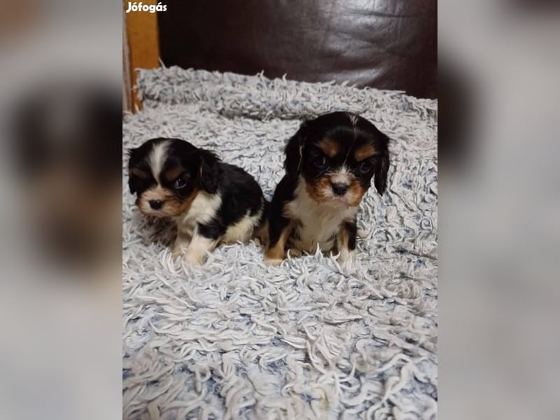 Wunderschöne Cavalier King Charles Spaniel Welpen aus mehreren Würfen zu verkaufen!