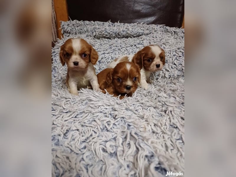Wunderschöne Cavalier King Charles Spaniel Welpen aus mehreren Würfen zu verkaufen!