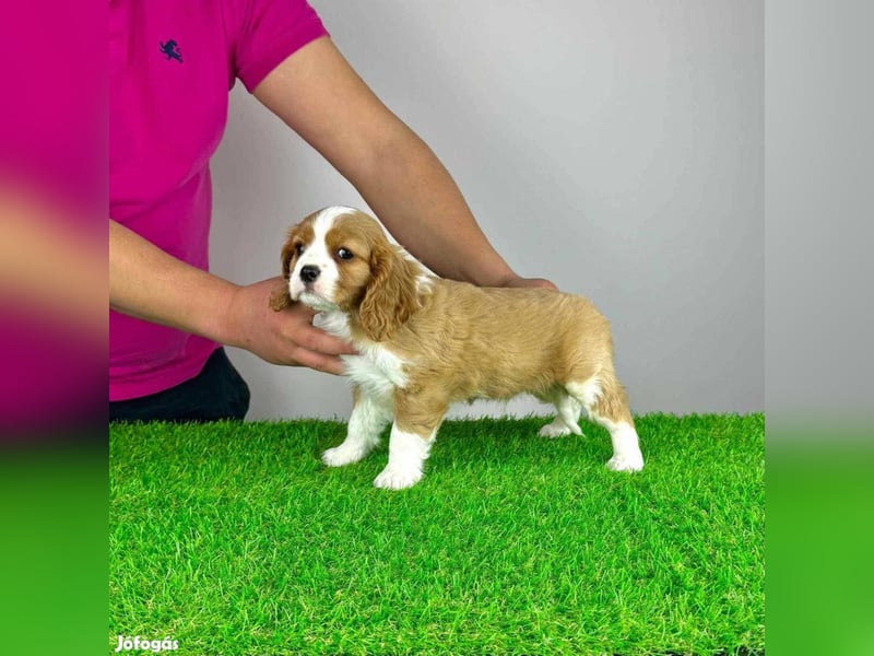 Wunderschöne Cavalier King Charles Spaniel Welpen aus mehreren Würfen zu verkaufen!