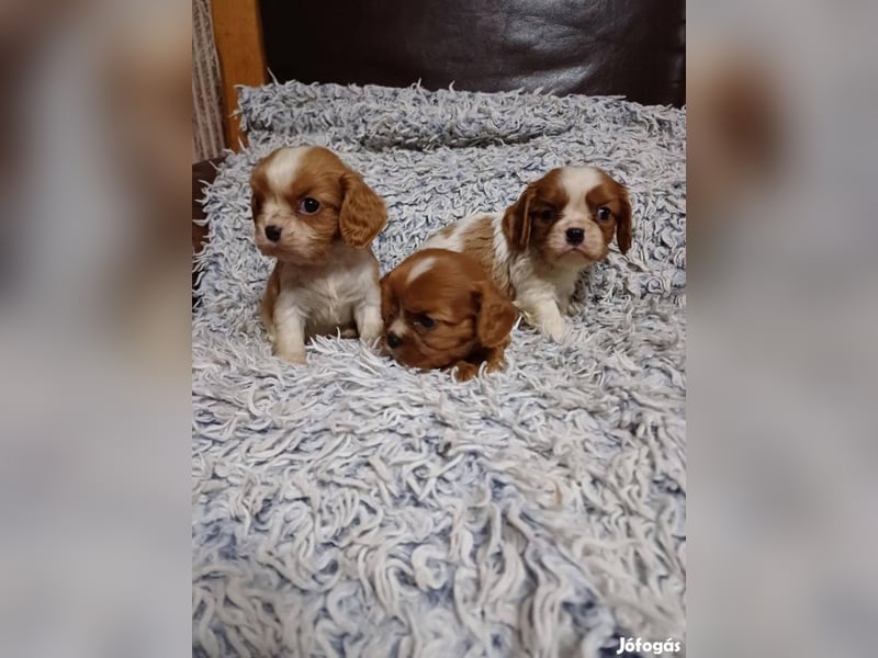 Wunderschöne Cavalier King Charles Spaniel Welpen aus mehreren Würfen zu verkaufen!