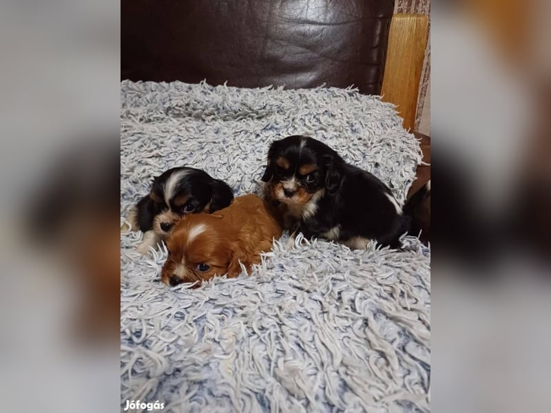Wunderschöne Cavalier King Charles Spaniel Welpen aus mehreren Würfen zu verkaufen!