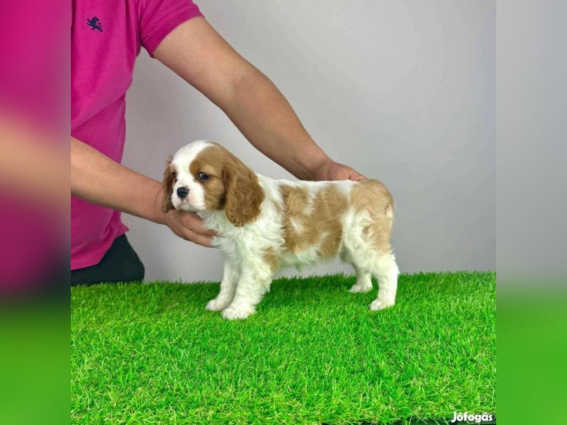 Wunderschöne Cavalier King Charles Spaniel Welpen aus mehreren Würfen zu verkaufen!