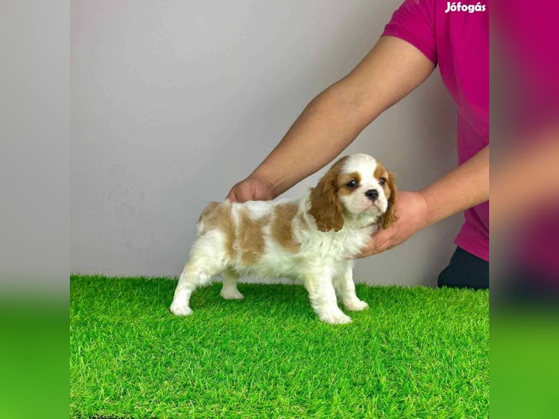 Wunderschöne Cavalier King Charles Spaniel Welpen aus mehreren Würfen zu verkaufen!