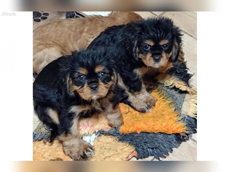 Wunderschöne Cavalier King Charles Spaniel Welpen aus mehreren Würfen zu verkaufen!