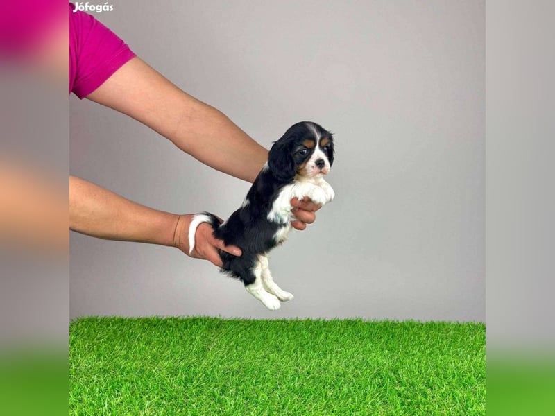 Wunderschöne Cavalier King Charles Spaniel Welpen aus mehreren Würfen zu verkaufen!