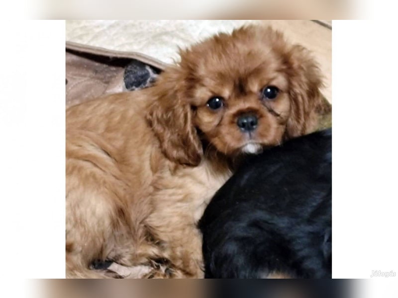 Wunderschöne Cavalier King Charles Spaniel Welpen aus mehreren Würfen zu verkaufen!