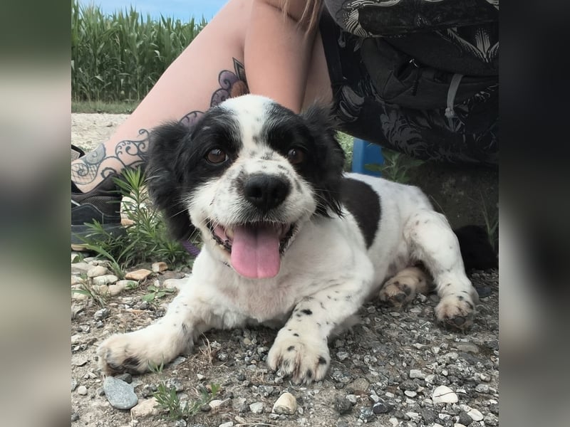 Tikki ein kleiner Sonnenschein