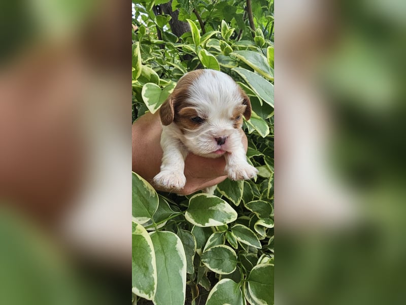 Cavalier King Charles Spaniel Welpen
