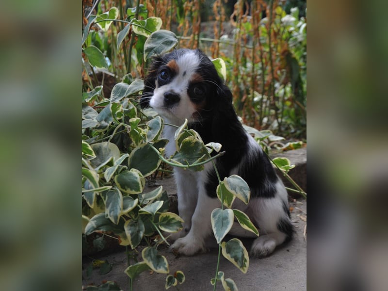 Cavalier King Charles Spaniel Welpen