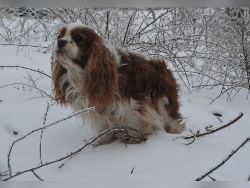 Cavalier King Charles Spaniel Welpen