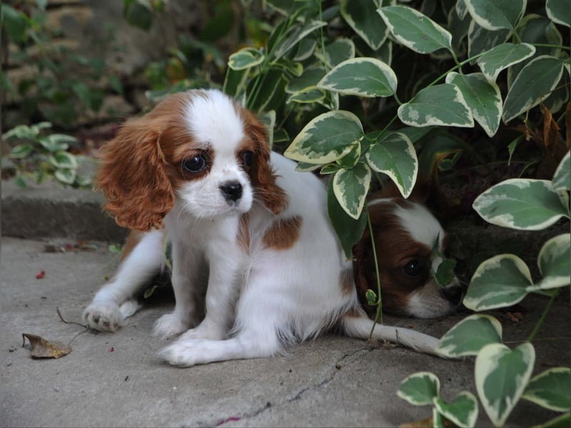 Cavalier King Charles Spaniel Welpen