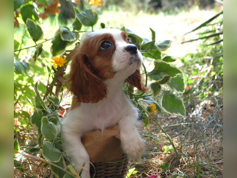 Cavalier King Charles Spaniel Welpen