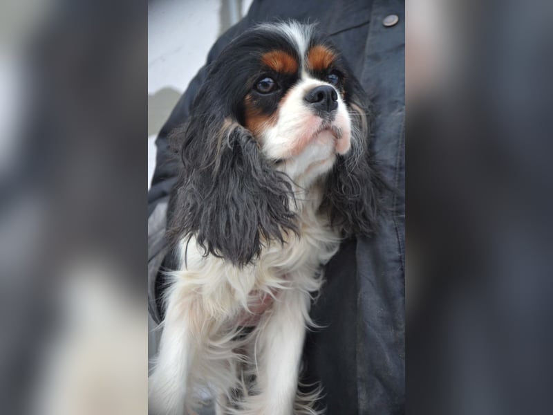 Cavalier King Charles Spaniel Welpen