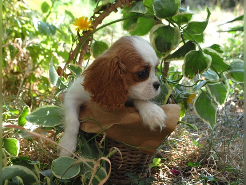 Cavalier King Charles Spaniel Welpen