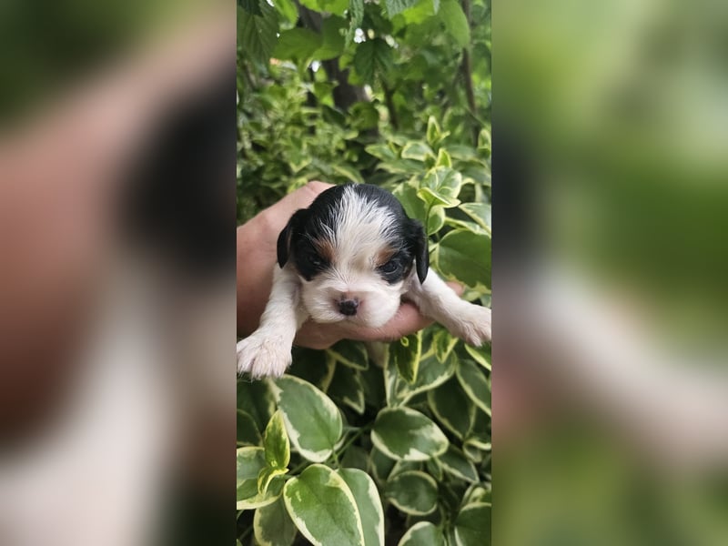 Cavalier King Charles Spaniel Welpen